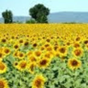 Meet your Posher, Carolyn